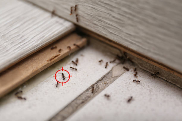 Best Ant Control Services  in Burt, MI