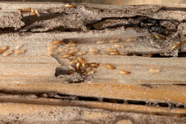 Best Local Pest Control Services  in Burt, MI