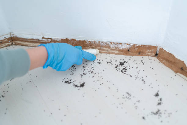 Professional Pest Control in Burt, MI